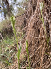Pterostylis alpina