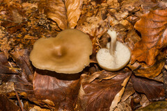 Clitocybe odora