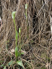 Pterostylis alpina