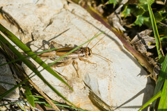 Eumodicogryllus bordigalensis