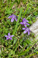Gentianella anisodonta