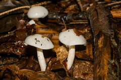 Hygrophorus eburneus