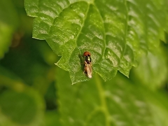 Microchrysa
