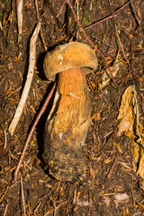 Suillellus luridus