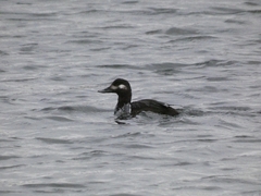 Melanitta fusca