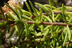 Selago glomerata