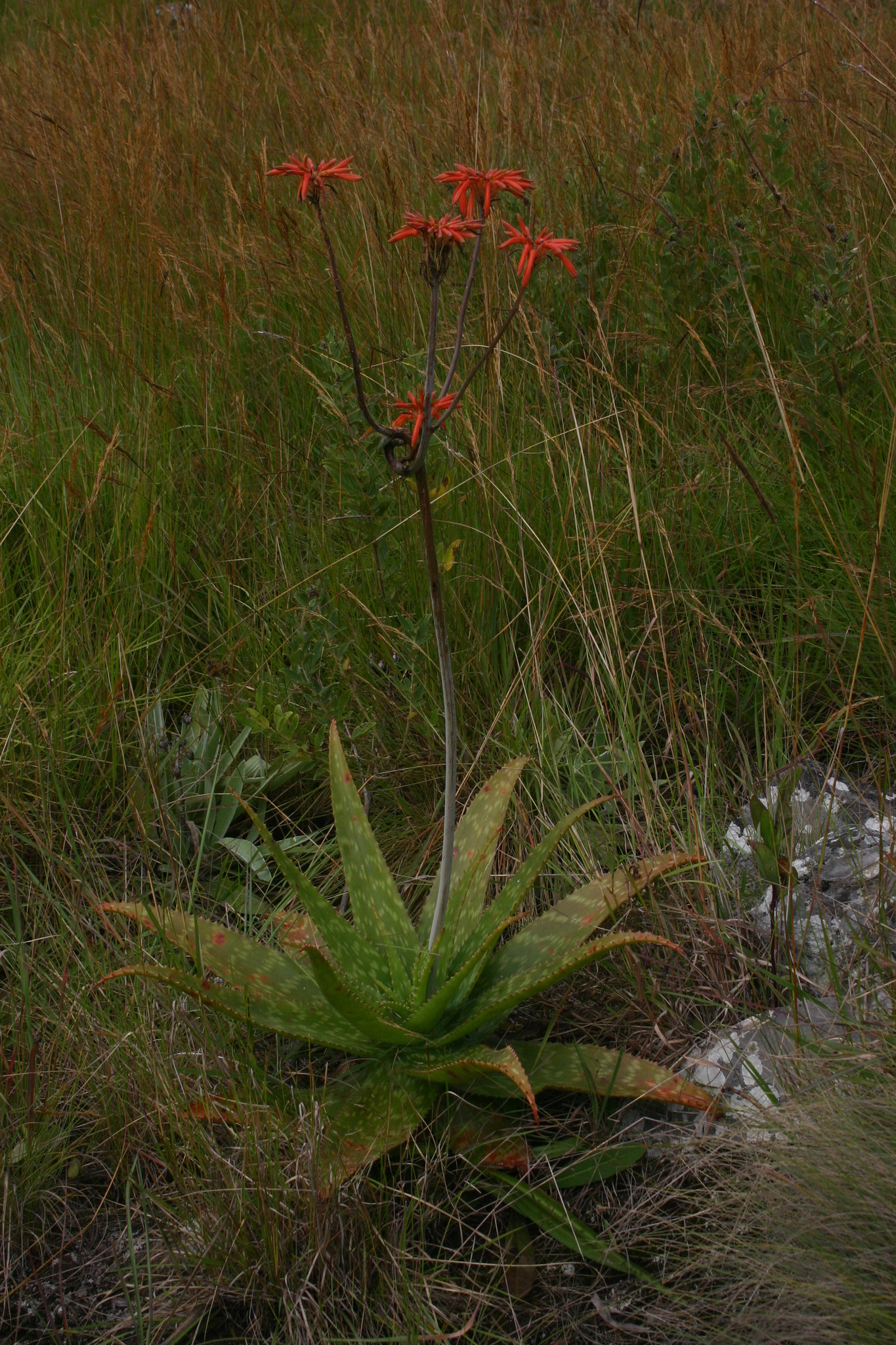 Aloe swynnertonii