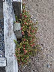 Gaultheria crassa
