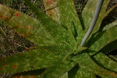 Aloe swynnertonii image