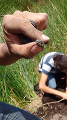 Crotalus polystictus