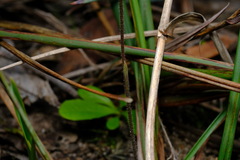 Caladenia maritima