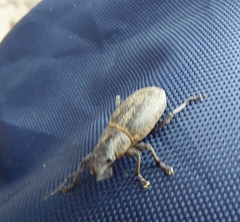 Brachyderes incanus