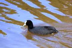 Fulica atra australis