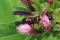 Parancistrocerus histrio