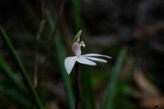 Caladenia maritima