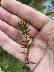 Elodea nuttallii
