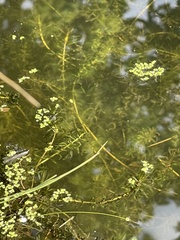 Elodea nuttallii