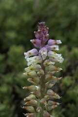 Lachenalia pallida