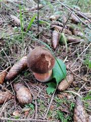 Neoboletus