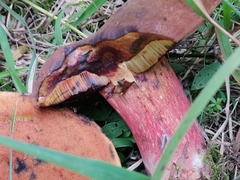 Neoboletus