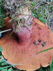 Neoboletus