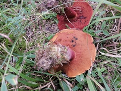 Neoboletus