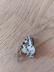 Abraxas grossulariata