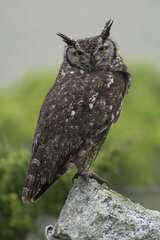 Bubo africanus africanus