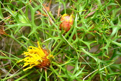 Isopogon ceratophyllus