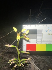 Diuris praecox