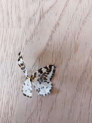 Abraxas grossulariata