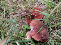 Neoboletus