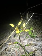 Diuris praecox