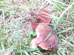 Neoboletus