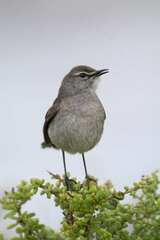 Cercotrichas coryphoeus