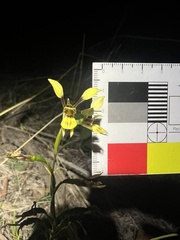 Diuris praecox
