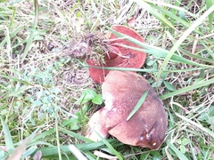 Neoboletus