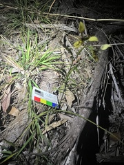 Diuris praecox