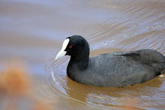 Fulica atra australis