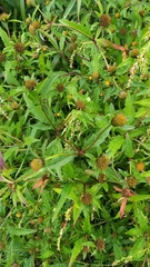 Bidens tripartita
