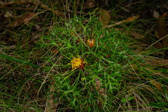 Isopogon ceratophyllus