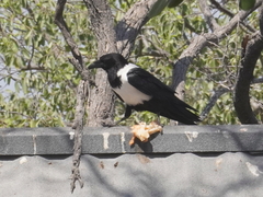 Corvus albus
