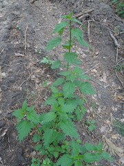 Urtica sondenii