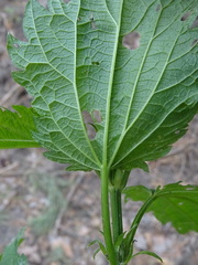 Urtica sondenii