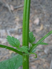 Urtica sondenii