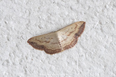 Scopula caesaria