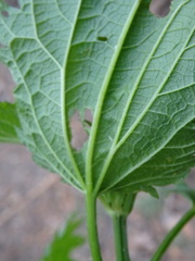 Urtica sondenii