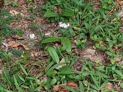 Nyctemera lacticinia