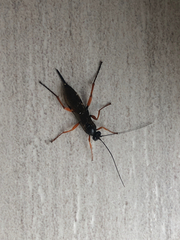 Pimpla