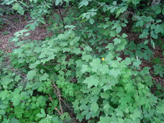 Ribes spicatum hispidulum